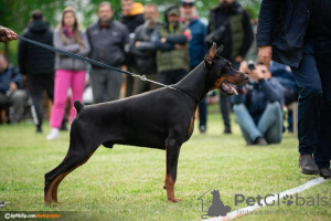 Dodatkowe zdjęcia: Doberman szczeniaki