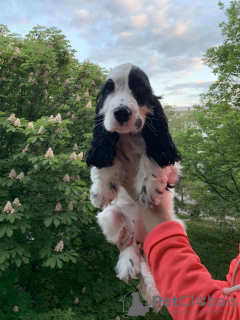 Dodatkowe zdjęcia: Cocker spaniel angielski szczenięta