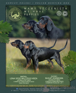 Zdjęcie №4. Sprzedam gończy polski w Mińsk Mazowiecki. hodowca - cena - 1943zł