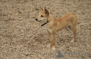 Zdjęcie №2 do zapowiedźy № 159004 na sprzedaż  pies nierasowy - wkupić się Federacja Rosyjska prywatne ogłoszenie