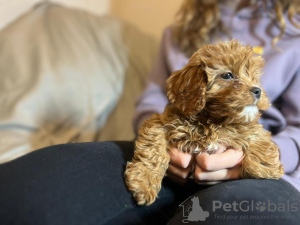 Dodatkowe zdjęcia: szczenięta cavapoo