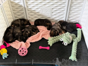 Zdjęcie №1. owczarek niemiecki - na sprzedaż w Craiova | negocjowane | Zapowiedź №165225