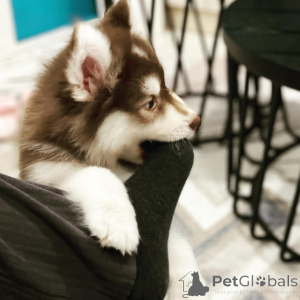 Zdjęcie №3. Piękne szczenięta husky syberyjskiego gotowe do odbioru. Francja