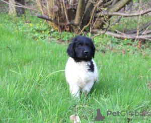 Zdjęcie №3. Stabyhoun. Polska