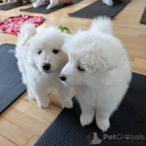 Zdjęcie №2 do zapowiedźy № 165438 na sprzedaż  samojed (rasa psa) - wkupić się Austria prywatne ogłoszenie, hodowca