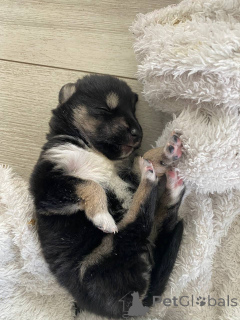 Zdjęcie №2 do zapowiedźy № 146024 na sprzedaż  husky syberyjski - wkupić się Białoruś prywatne ogłoszenie