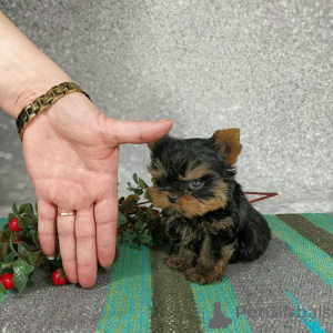 Zdjęcie №2 do zapowiedźy № 173341 na sprzedaż  yorkshire terrier - wkupić się Niemcy prywatne ogłoszenie