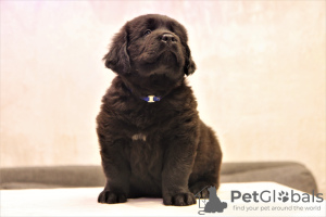 Zdjęcie №3. Rezerwacja szczeniąt Hotosho/Buryat dog. Federacja Rosyjska
