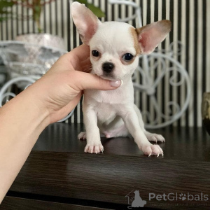 Zdjęcie №3. Szczenięta Chihuahua w wieku 8 tygodni. USA