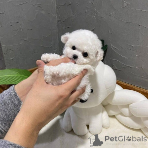 Zdjęcie №1. bichon frise - na sprzedaż w Odprzyj | negocjowane | Zapowiedź №169999
