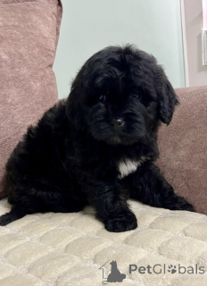 Zdjęcie №4. Sprzedam labradoodle w Belgrad.  - cena - 2392zł