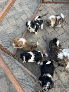 Zdjęcie №2 do zapowiedźy № 176059 na sprzedaż  shih tzu - wkupić się Austria prywatne ogłoszenie