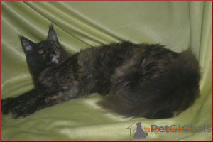 Zdjęcie №3. Wspaniałe koty Maine Kun z żłobka. Federacja Rosyjska