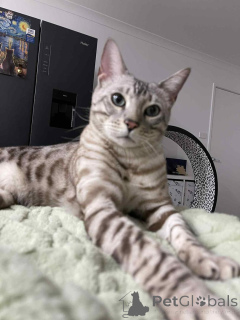 Zdjęcie №2 do zapowiedźy № 153410 na sprzedaż   - wkupić się Austria prywatne ogłoszenie