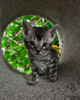 Zdjęcie №2 do zapowiedźy № 152719 na sprzedaż  kot bengalski - wkupić się Szwajcaria prywatne ogłoszenie