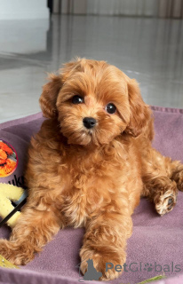 Zdjęcie №4. Sprzedam maltańczyk w Berlin. hodowca - cena - 5740zł