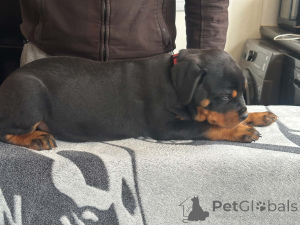 Zdjęcie №1. rottweiler - na sprzedaż w Billnäs | 2392zł | Zapowiedź №168900