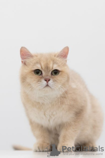 Zdjęcie №1. kot brytyjski krótkowłosy - na sprzedaż w Москва | Bezpłatny | Zapowiedź № 39052
