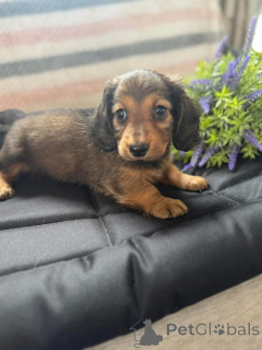 Zdjęcie №3. Urocze szczenięta jamnika do adopcji. Polska