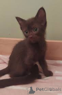 Zdjęcie №2 do zapowiedźy № 165516 na sprzedaż  havana brown - wkupić się Francja prywatne ogłoszenie, hodowca