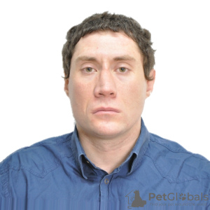 Zdjęcie №1. Usługi dostawy i transportu kotów i psów w Москва. Zapowiedź № 9263