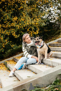 Zdjęcie №3. Dandy czeka na swojego mężczyznę. Moskwa, Moskwa. Federacja Rosyjska