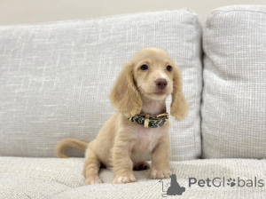 Zdjęcie №2 do zapowiedźy № 163656 na sprzedaż  jamnik - wkupić się Niemcy hodowca