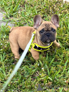 Zdjęcie №1. buldog francuski - na sprzedaż w Berlin | negocjowane | Zapowiedź №163617