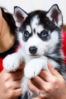 Zdjęcie №3. Blue Siberian Husky Szczenięta. Szwajcaria