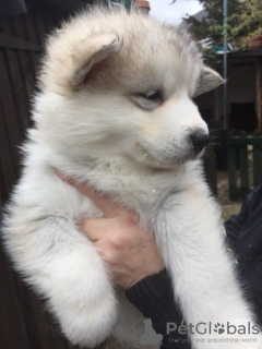 Zdjęcie №1. alaskan malamute - na sprzedaż w Berlin | Bezpłatny | Zapowiedź №123631