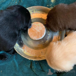 Zdjęcie №3. Urocze szczenięta rasy labrador retriever dopiero kochającego domu!. Polska
