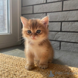 Zdjęcie №3. 2 kocięta Scottish Fold Kocięta. Niemcy