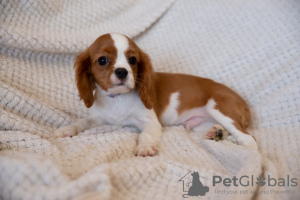 Zdjęcie №2 do zapowiedźy № 43858 na sprzedaż  cavalier king charles spaniel - wkupić się Republika Czeska prywatne ogłoszenie