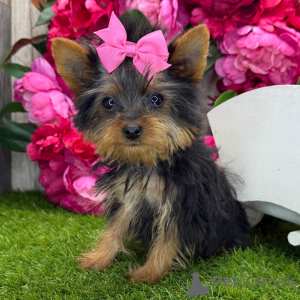 Zdjęcie №3. Yorkshire Terrier Suczka 16 tygodni Gotowa do domu. USA
