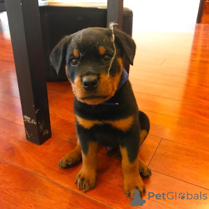 Zdjęcie №2 do zapowiedźy № 138607 na sprzedaż   - wkupić się Izrael 