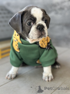 Zdjęcie №1. puggle - na sprzedaż w Sivats | negocjowane | Zapowiedź №155043