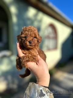 Zdjęcie №3. Toy dogs and mini poodles. Serbia