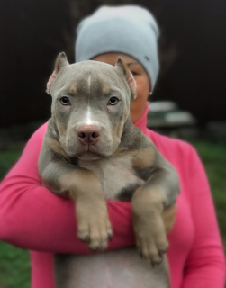 Dodatkowe zdjęcia: American Bully Puppies