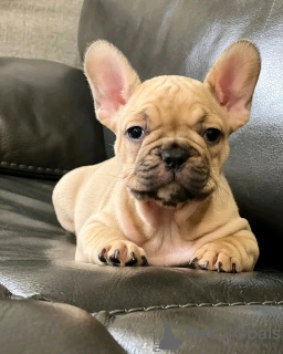 Zdjęcie №2 do zapowiedźy № 123128 na sprzedaż   - wkupić się USA hodowca