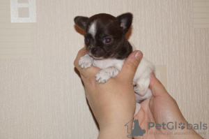 Zdjęcie №2 do zapowiedźy № 8612 na sprzedaż  chihuahua (rasa psów) - wkupić się Federacja Rosyjska od żłobka
