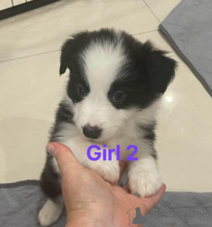 Zdjęcie №3. Aktywny Border Collie Welpen WhatsApp 44 7453 907158. Niemcy