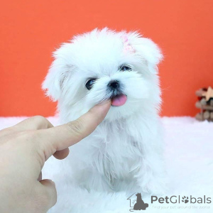 Zdjęcie №1.  - na sprzedaż w Dunedin | negocjowane | Zapowiedź №163044