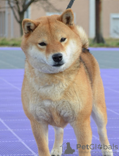 Dodatkowe zdjęcia: Shiba Inu szczenięta