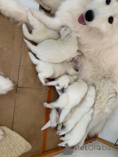 Zdjęcie №1. samojed (rasa psa) - na sprzedaż w Volendam | negocjowane | Zapowiedź №166933