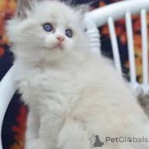 Zdjęcie №3. Ragdoll-Kätzchen zu verkaufen. Francja