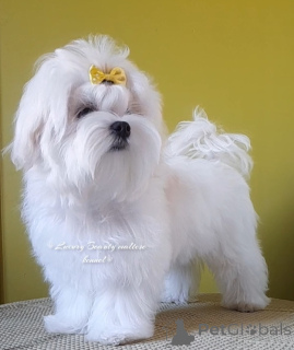 Zdjęcie №2 do zapowiedźy № 81067 na sprzedaż  maltańczyk - wkupić się Ukraina prywatne ogłoszenie, od żłobka