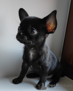 Zdjęcie №2 do zapowiedźy № 19042 na sprzedaż  chihuahua (rasa psów) - wkupić się Belgia hodowca