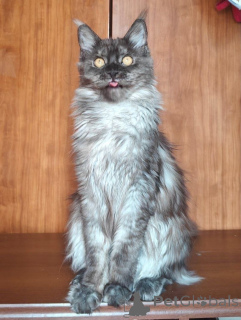 Zdjęcie №4. Sprzedam maine coon w Aiola. prywatne ogłoszenie - cena - 3348zł