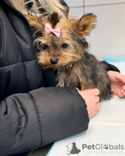 Zdjęcie №3. Piękny Yorkshire Terrier. Hiszpania