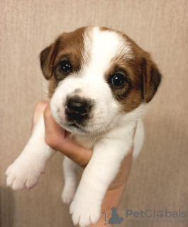 Zdjęcie №3. Szczeniaki Jack Russell Terrier. Federacja Rosyjska